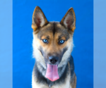 Small Gerberian Shepsky