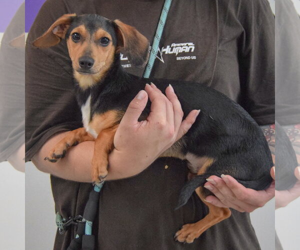 Medium Photo #2 Chiweenie Puppy For Sale in Huntley, IL, USA