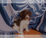 Small Photo #14 Labradoodle Puppy For Sale in GALION, OH, USA
