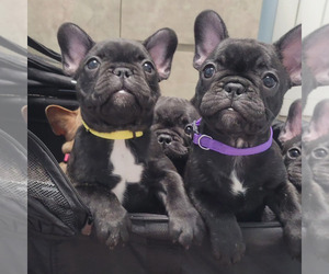 French Bulldog Puppy for sale in DUNNELLON, FL, USA
