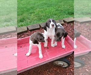 German Shorthaired Pointer Puppy for sale in RENSSELAER, IN, USA