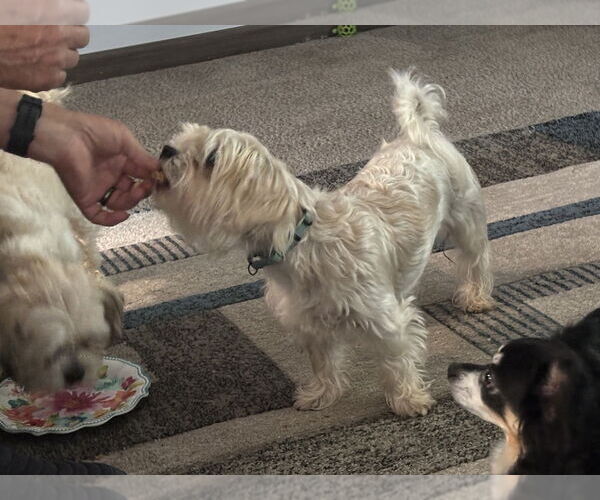Medium Photo #2 Mutt Puppy For Sale in Plymouth, MN, USA