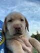 Small Photo #35 Labrador Retriever Puppy For Sale in EATONVILLE, WA, USA