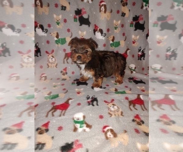 Medium Photo #10 Yorkshire Terrier Puppy For Sale in LAPEER, MI, USA