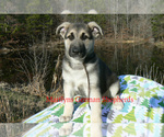 Small #1 German Shepherd Dog