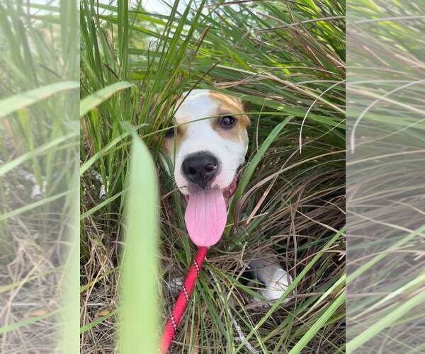 Medium Photo #4 Mutt Puppy For Sale in Pompano Beach , FL, USA