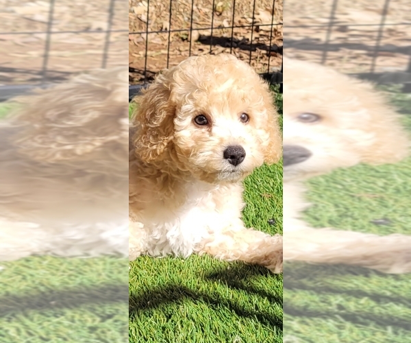 Medium Photo #1 Cockapoo Puppy For Sale in PIONEER, CA, USA
