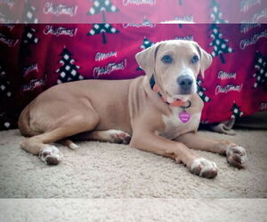 American Pit Bull Terrier-Unknown Mix Dogs for adoption in Minneapolis, MN, USA