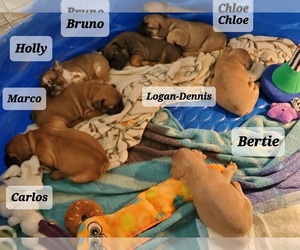 French Bulldog Litter for sale in ROCKY MOUNT, NC, USA