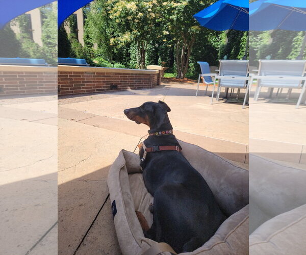 Medium Photo #4 Doberman Pinscher Puppy For Sale in Buffalo, MN, USA