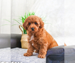 Small Photo #5 Goldendoodle Puppy For Sale in SYRACUSE, IN, USA