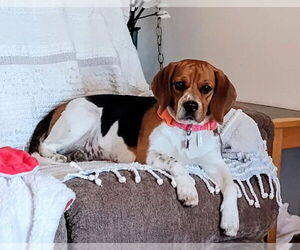 Beagle Dogs for adoption in San Diego, CA, USA