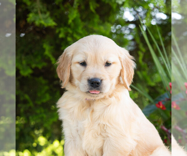 Medium Photo #6 Golden Retriever Puppy For Sale in NEWPORT, PA, USA