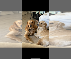 Father of the Golden Retriever puppies born on 07/29/2025