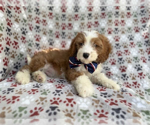 Medium Photo #3 Cavapoo (Miniature) Puppy For Sale in LAKELAND, FL, USA