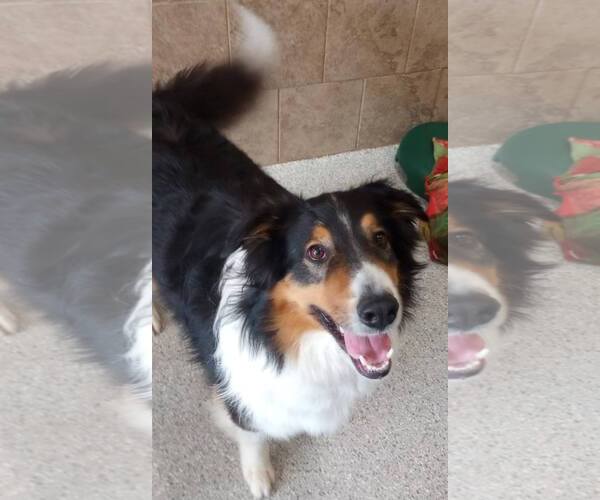 Medium Photo #4 Border Collie Puppy For Sale in Highland, IL, USA