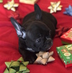 Small Photo #23 French Bulldog Puppy For Sale in CHARLESTON, SC, USA