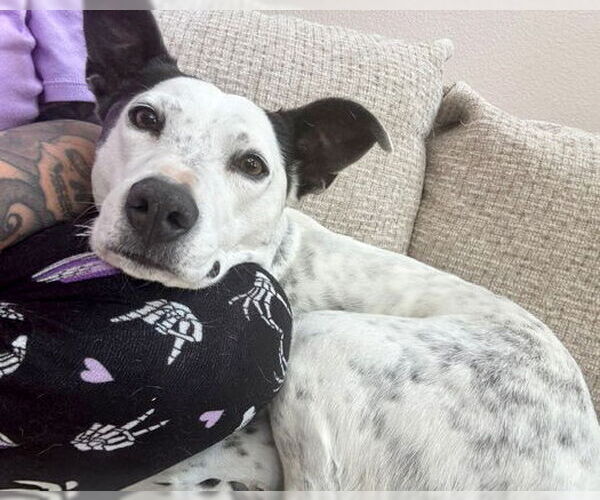 Medium Photo #3 Mutt Puppy For Sale in Corona, CA, USA