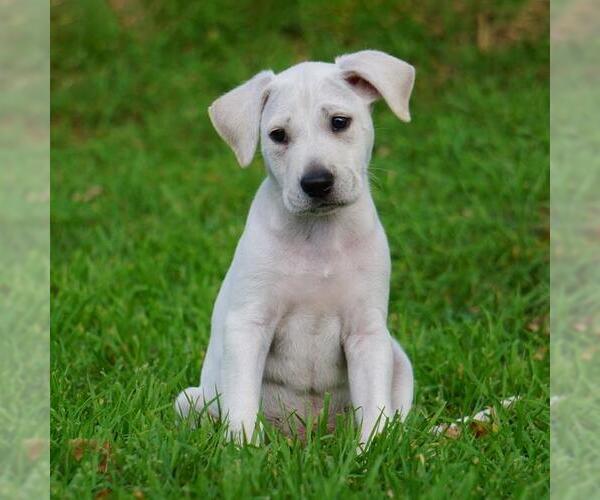Medium Photo #4 Border Collie-Unknown Mix Puppy For Sale in San Diego, CA, USA