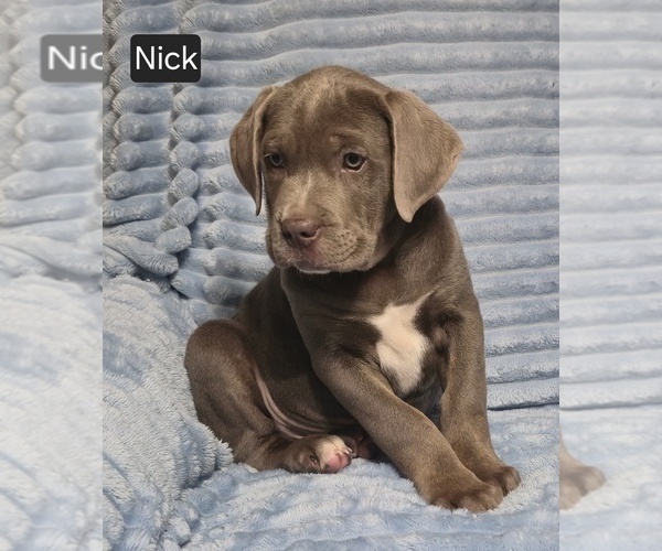 Medium Photo #7 Cane Corso Puppy For Sale in MINERAL WELLS, WV, USA