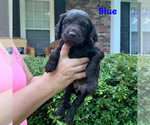 Small Photo #1 Boykin Spaniel Puppy For Sale in DALZELL, SC, USA