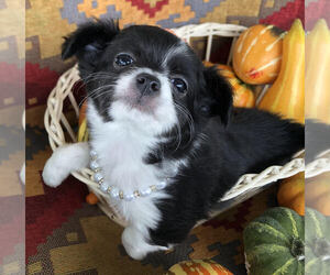 Chihuahua Puppy for sale in NEWVILLE, PA, USA
