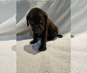 Medium Labrador Retriever
