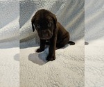 Puppy Grey Labrador Retriever