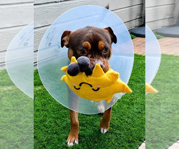 Medium Photo #9 American Staffordshire Terrier-Chihuahua Mix Puppy For Sale in Lake Forest, CA, USA