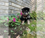 Small Photo #4 Shiba Inu Puppy For Sale in AVA, MO, USA