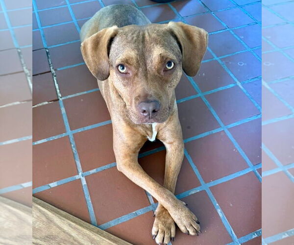 Medium Photo #6 Mutt Puppy For Sale in Canton, CT, USA