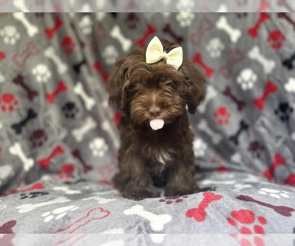 Medium Photo #7 ShihPoo Puppy For Sale in LAKELAND, FL, USA