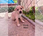 Small #3 Retriever  Mix