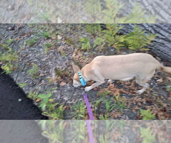 Medium Photo #26 Saluki-Whippet Mix Puppy For Sale in Sebec, ME, USA