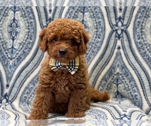 Cavapoo Puppy for sale in LAKELAND, FL, USA