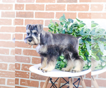 Small Photo #15 Schnauzer (Miniature) Puppy For Sale in SYRACUSE, IN, USA