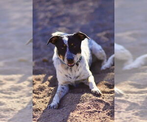 Mutt Dogs for adoption in Webster, WI, USA