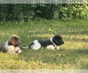Newfoundland Puppy for sale in HERTFORD, NC, USA