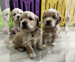 Golden Cocker Retriever Litter for sale in Aylmer, Ontario, Canada