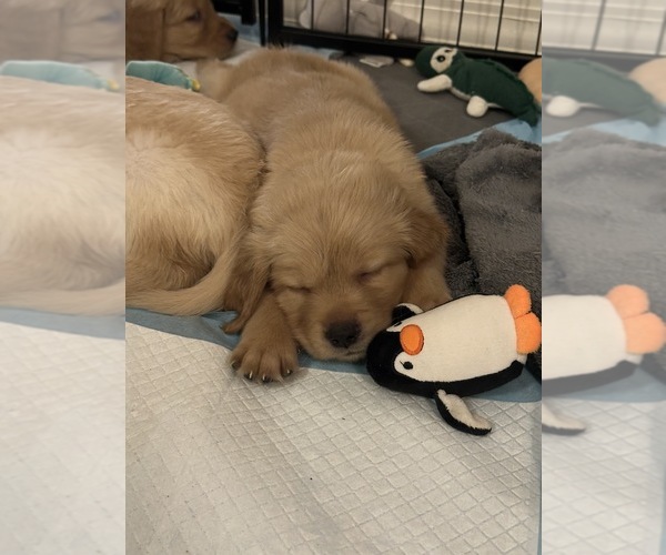 Medium Photo #5 Golden Retriever Puppy For Sale in PEORIA, AZ, USA