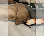 Small Photo #15 Golden Retriever Puppy For Sale in PEORIA, AZ, USA