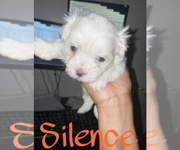 Medium Photo #3 Maltese Puppy For Sale in KANSAS CITY, MO, USA