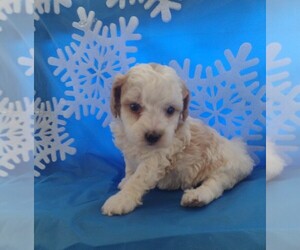 Poodle (Miniature) Puppy for sale in PARKER, PA, USA