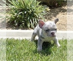 Small Photo #9 French Bulldog Puppy For Sale in BIRMINGHAM, AL, USA