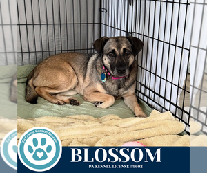 Labrador Retriever-Unknown Mix Dogs for adoption in Kimberton, PA, USA