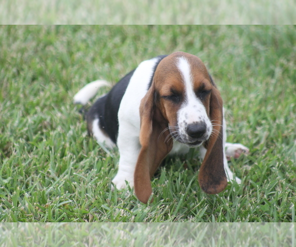 Medium Photo #78 Basset Hound Puppy For Sale in MEMPHIS, MO, USA