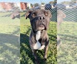 Small Photo #1 Staffordshire Bull Terrier Puppy For Sale in Rosenberg, TX, USA