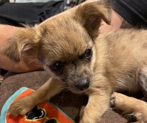 Chihuahua Puppy for sale in NEVADA, TX, USA