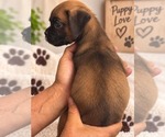 Small #1 Boxer