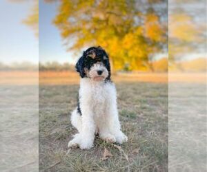 Bernedoodle Puppy for sale in SPRING HILL, KS, USA